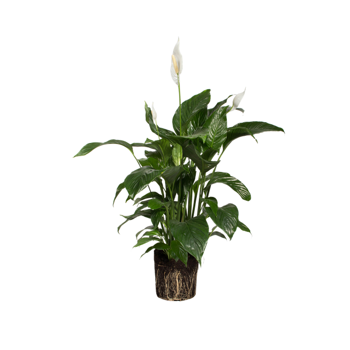 Spathiphyllum